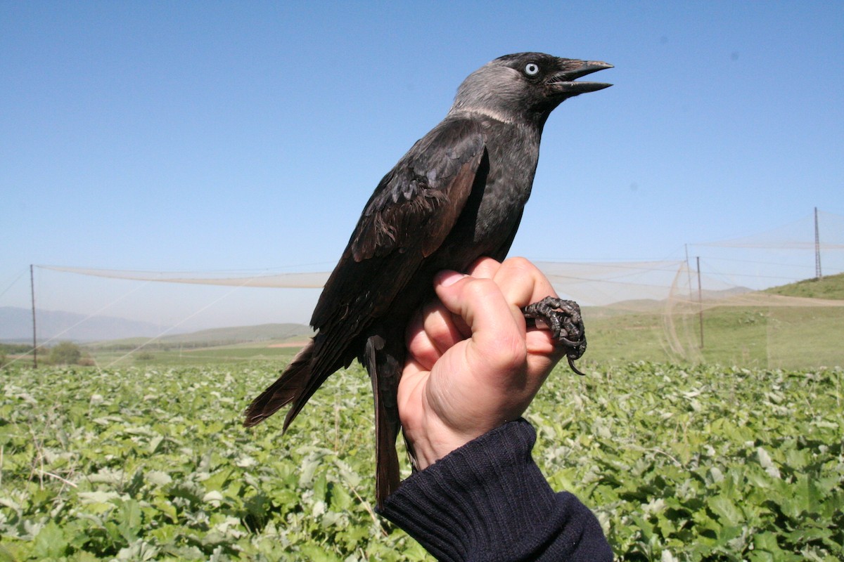 Eurasian Jackdaw - ML205712211