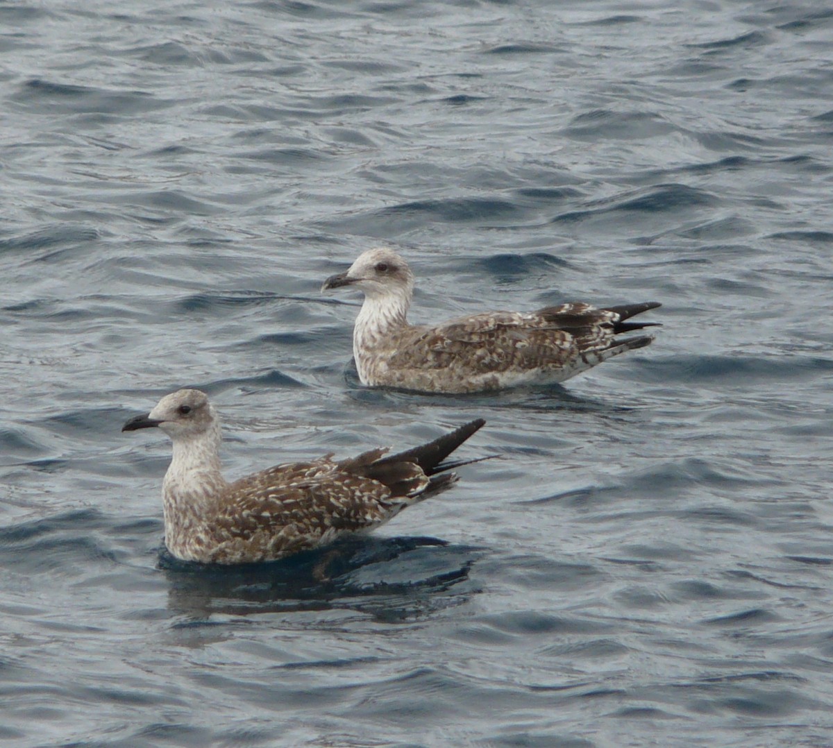 Yellow-legged Gull (atlantis) - ML205712681