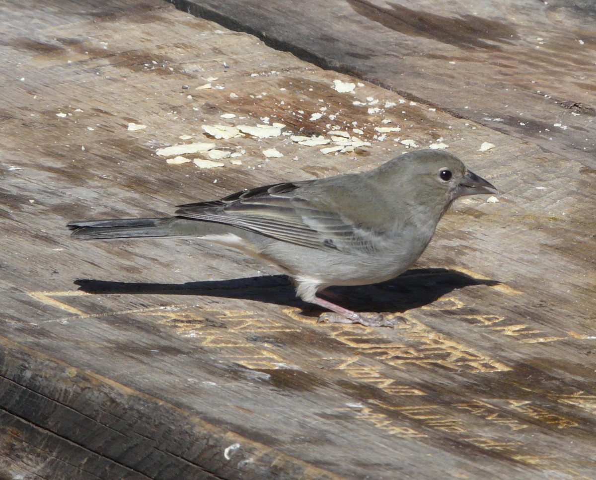 Tenerife Blue Chaffinch - Arnau Bonan