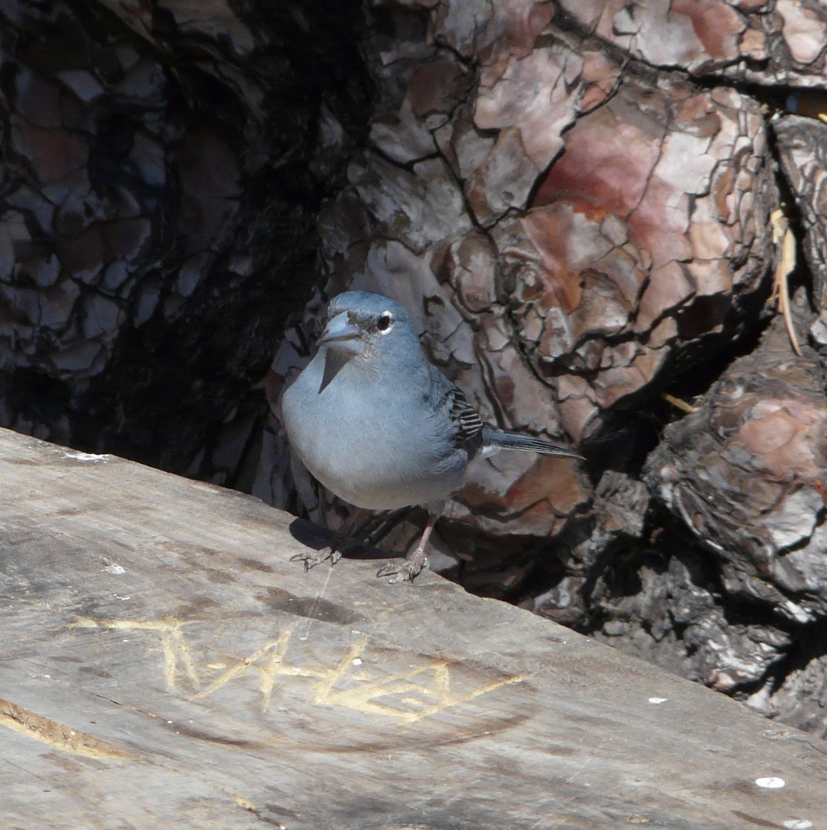 Tenerife Blue Chaffinch - Arnau Bonan