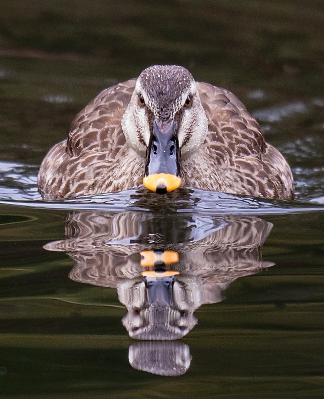 Eastern Spot-billed Duck - ML205713241