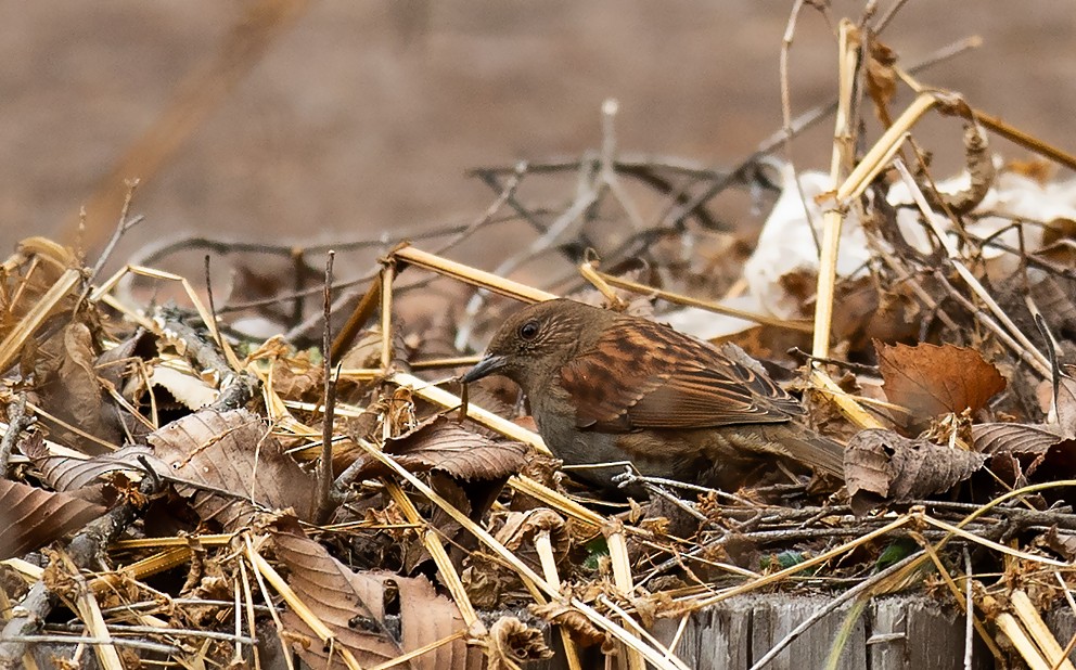 Japanese Accentor - ML205713281