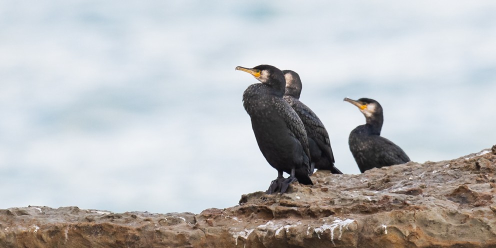 Cormorán Japonés - ML205713371