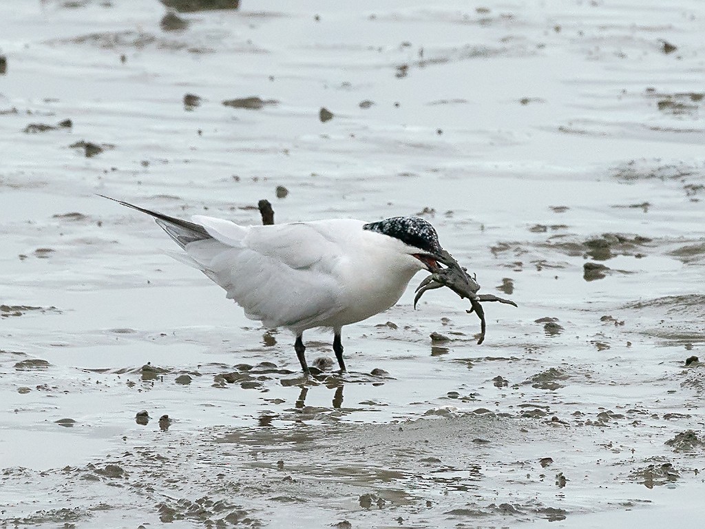 Australian Tern - ML205713771