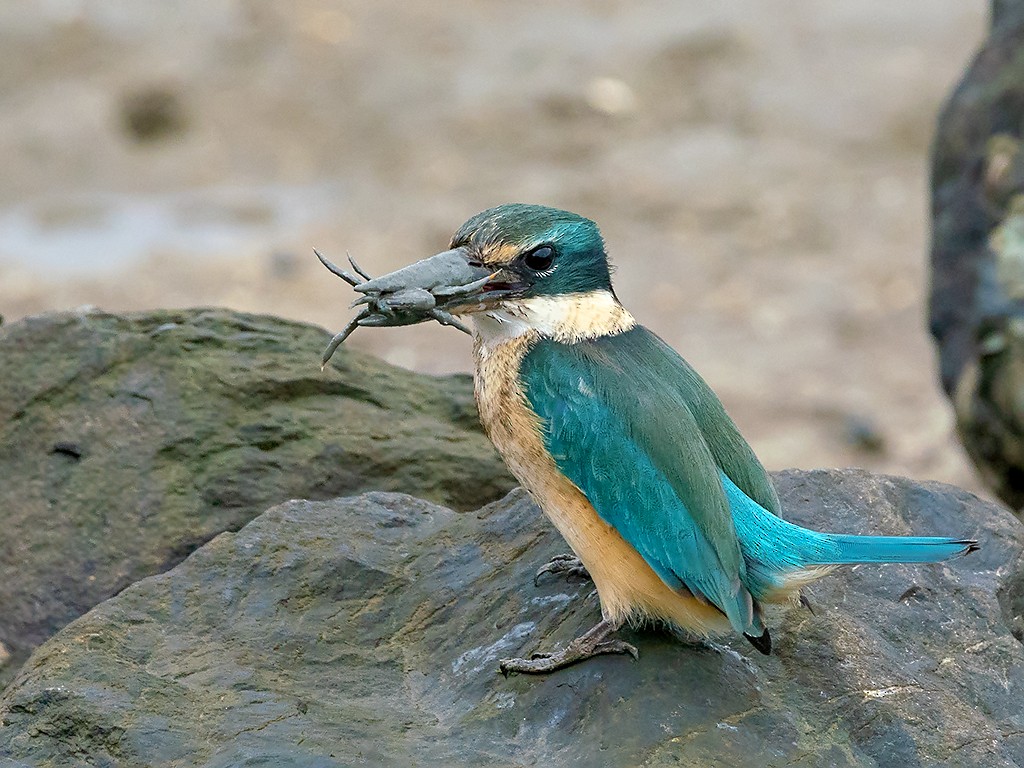 Sacred Kingfisher (Australasian) - ML205713781