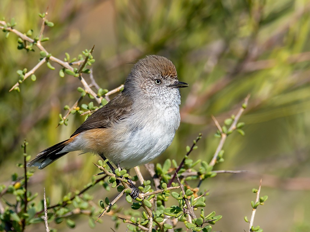 Chestnut-rumped Thornbill - David and Kathy Cook