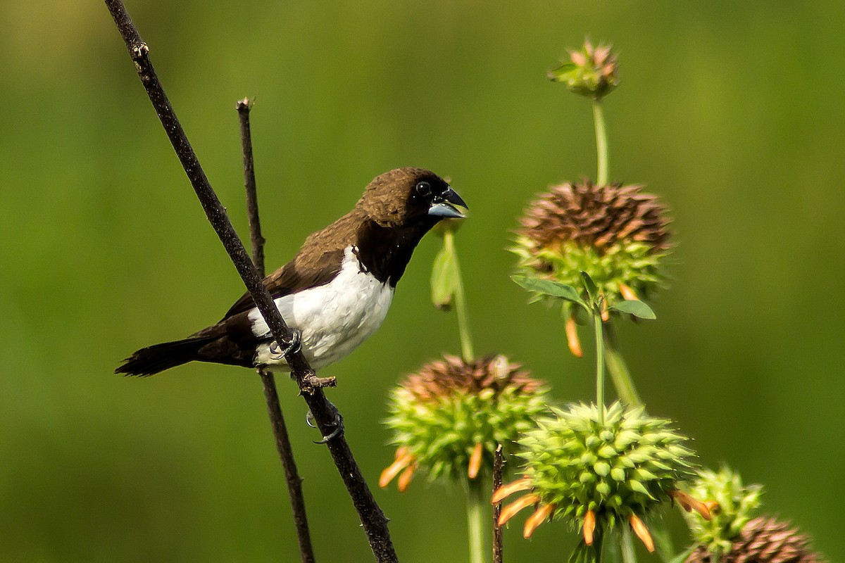 Javan Munia - ML205714521