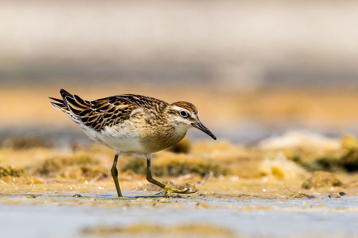 Sharp-tailed Sandpiper - ML205714571