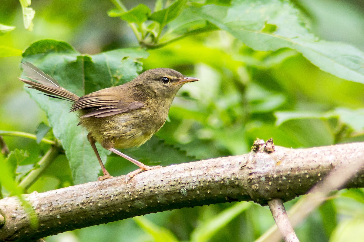Aberrant Bush Warbler (Sunda) - ML205714581