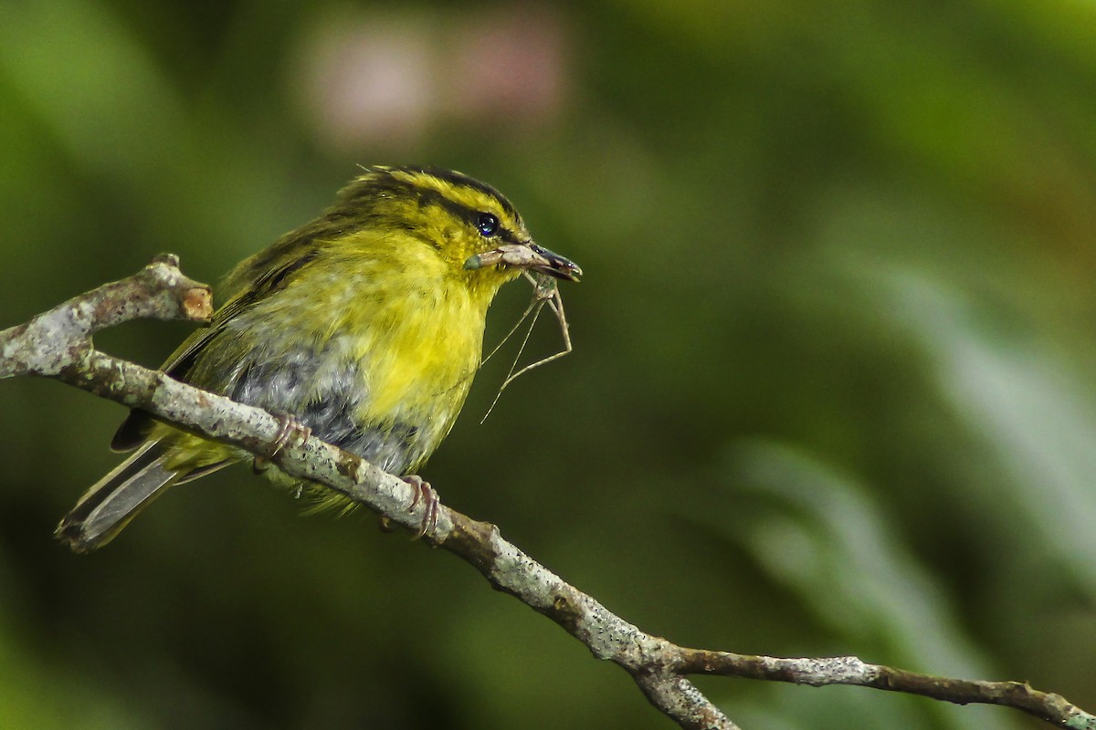 Mountain Leaf Warbler - ML205714621