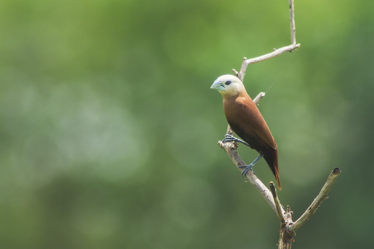 White-headed Munia - ML205714711