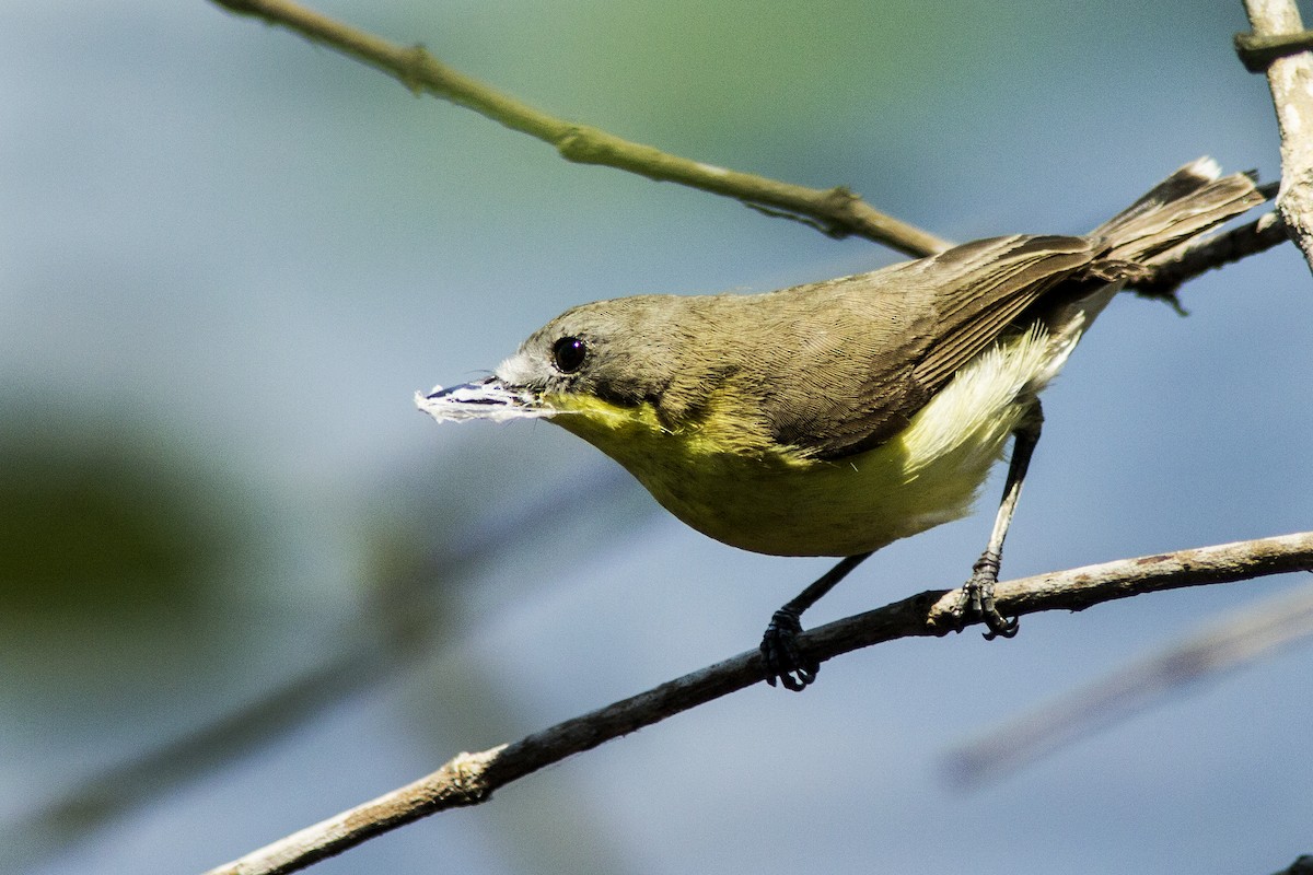 Golden-bellied Gerygone - Rusman Budi  Prasetyo