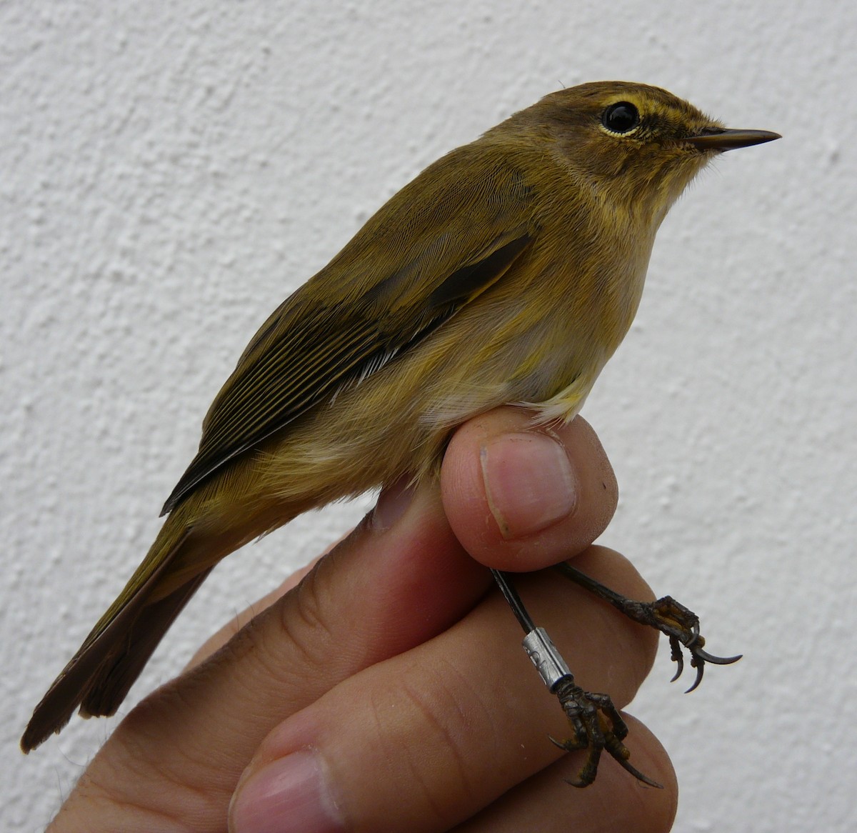 Common Chiffchaff (Common) - ML205714981