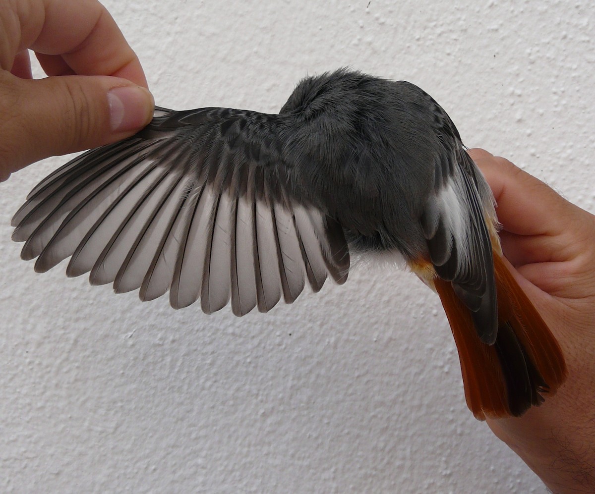 Black Redstart - ML205714991