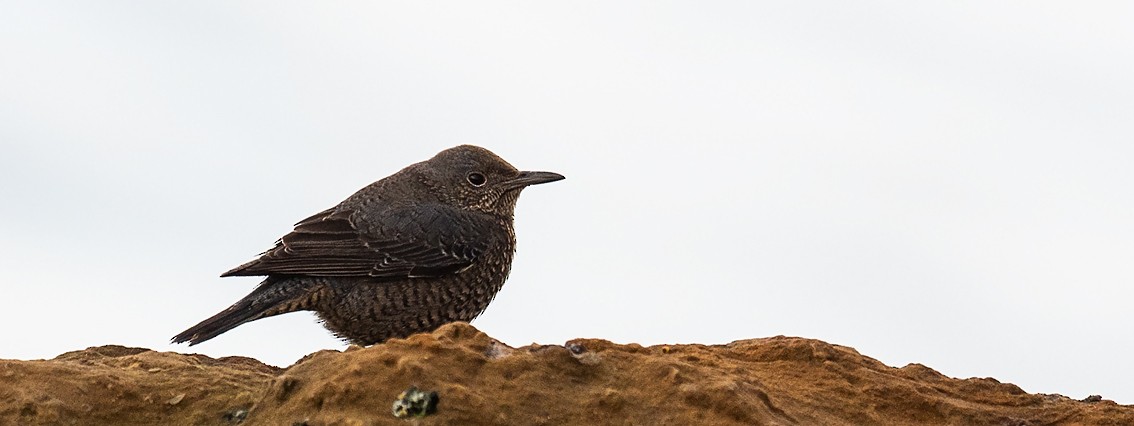 Blue Rock-Thrush (philippensis) - ML205715551