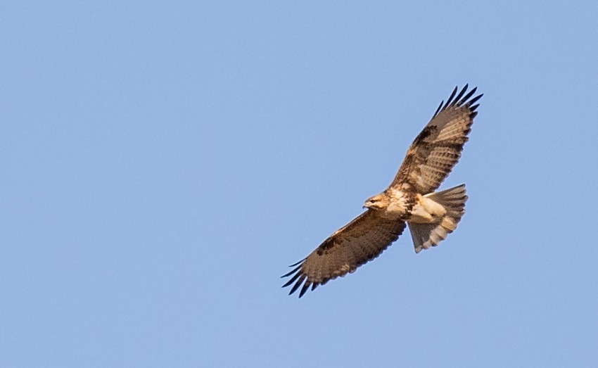 Eastern Buzzard - ML205715711