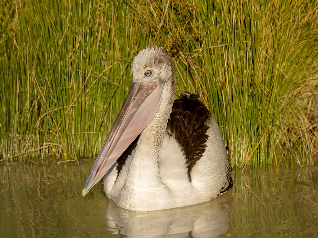 Australian Pelican - David and Kathy Cook