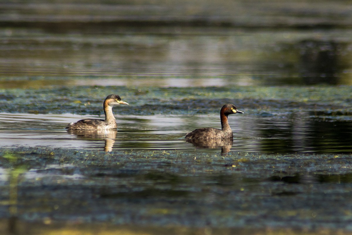 Australasian Grebe - Rusman Budi  Prasetyo