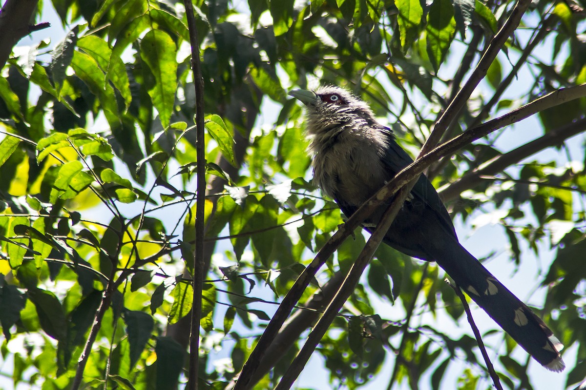 Black-bellied Malkoha - ML205716851