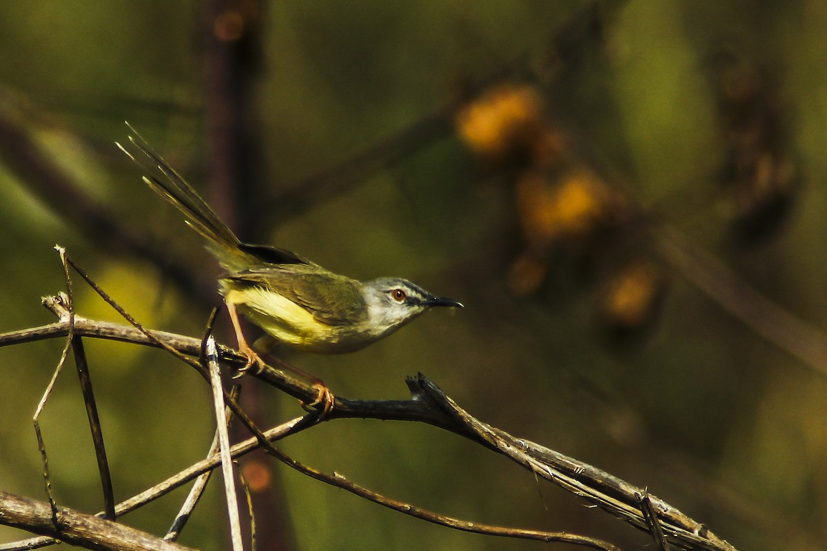 Yellow-bellied Prinia (Yellow-bellied) - ML205716921
