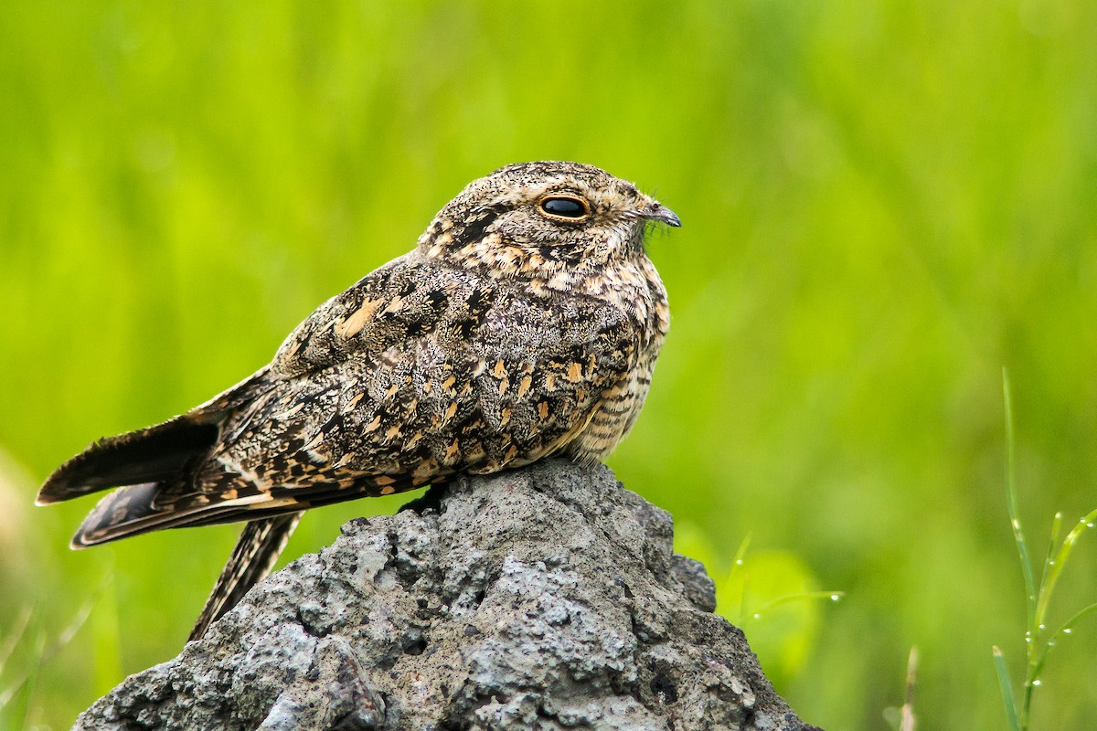 Savanna Nightjar - ML205716931