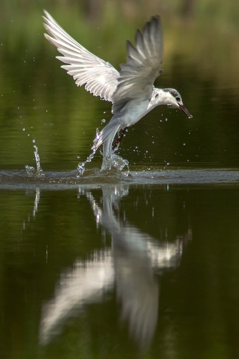 Whiskered Tern - ML205716991