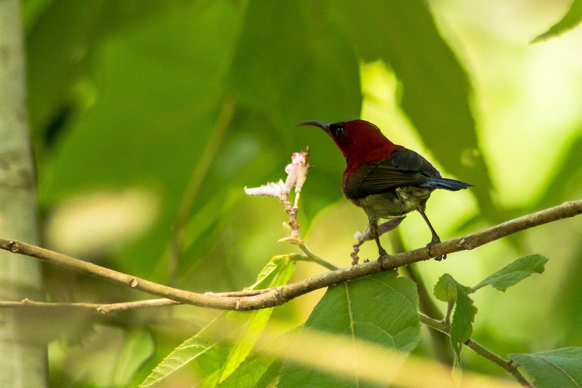 Crimson Sunbird (Crimson) - ML205717001