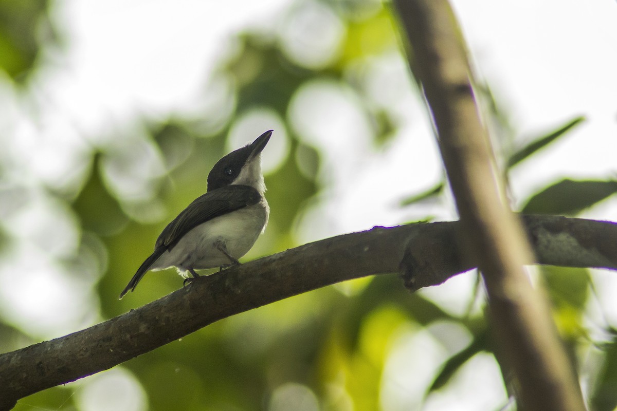 Black-winged Flycatcher-shrike - ML205717021