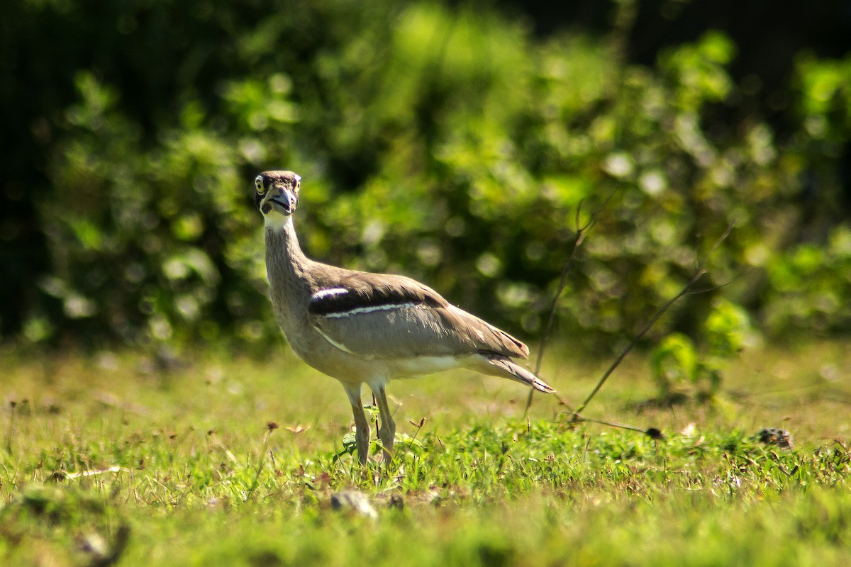Beach Thick-knee - ML205717071