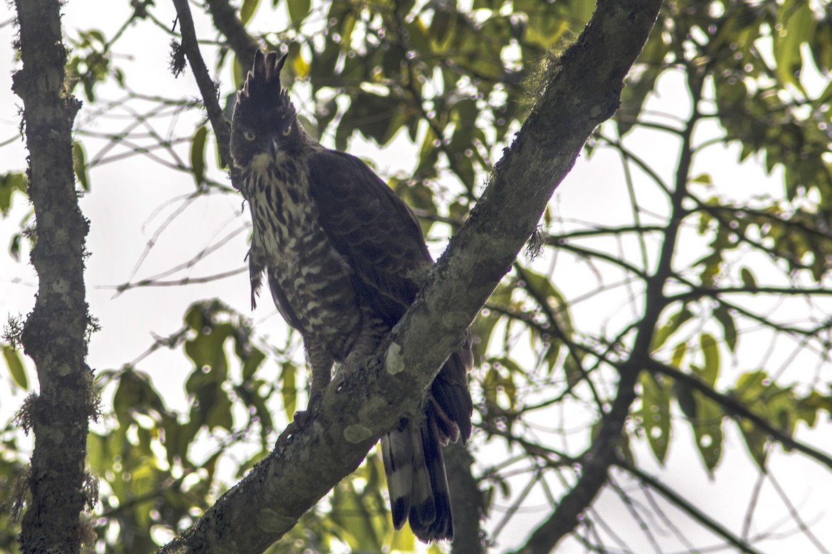 Javan Hawk-Eagle - ML205717101