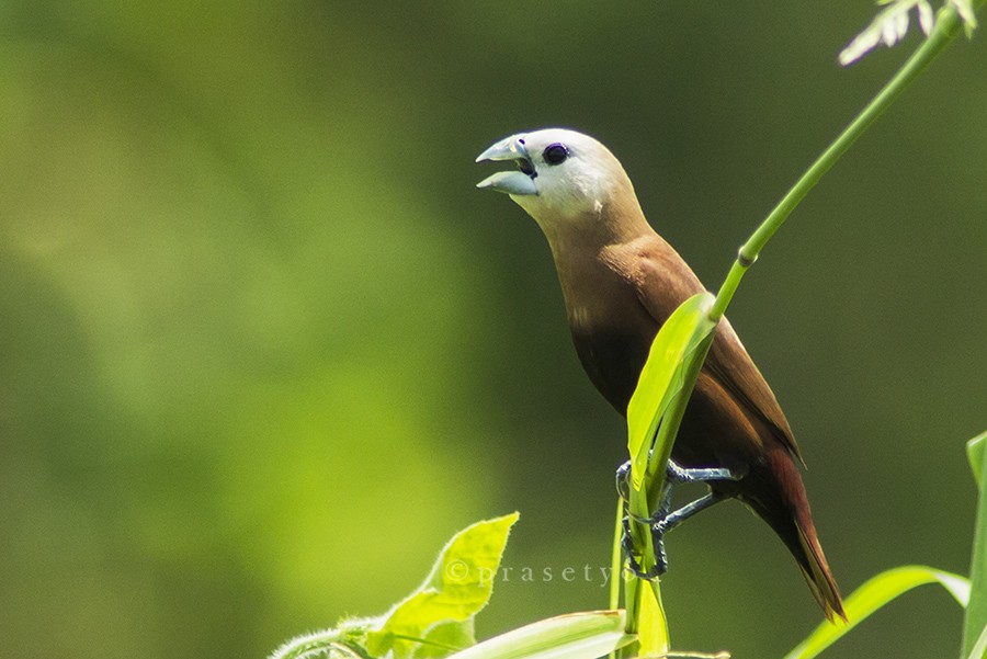 White-headed Munia - ML205717171