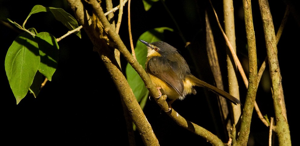 Ashy Prinia - ML205717841