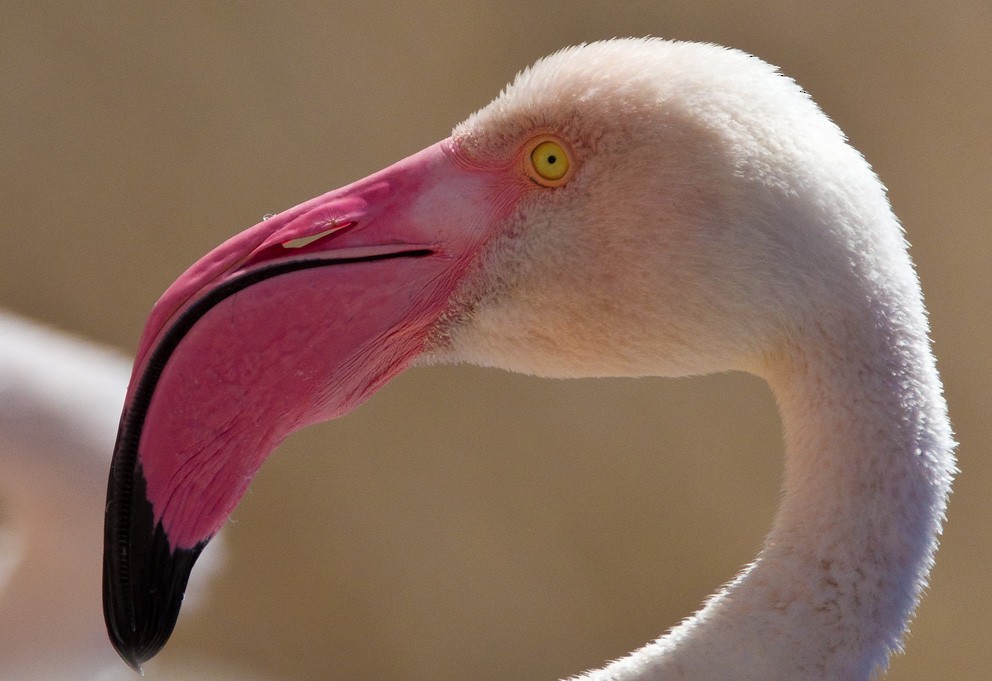 Flamingo - ML205718011