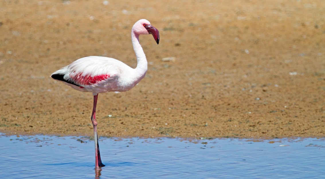 Küçük Flamingo - ML205718031