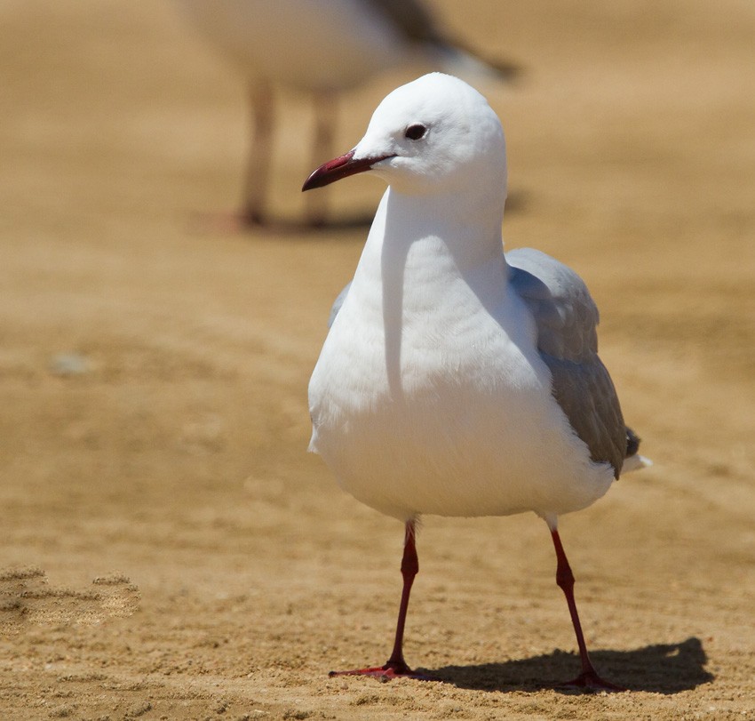 Gaviota Plateada Surafricana - ML205718051