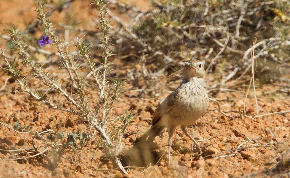 Karoo Long-billed Lark (Karoo) - Morten Venas
