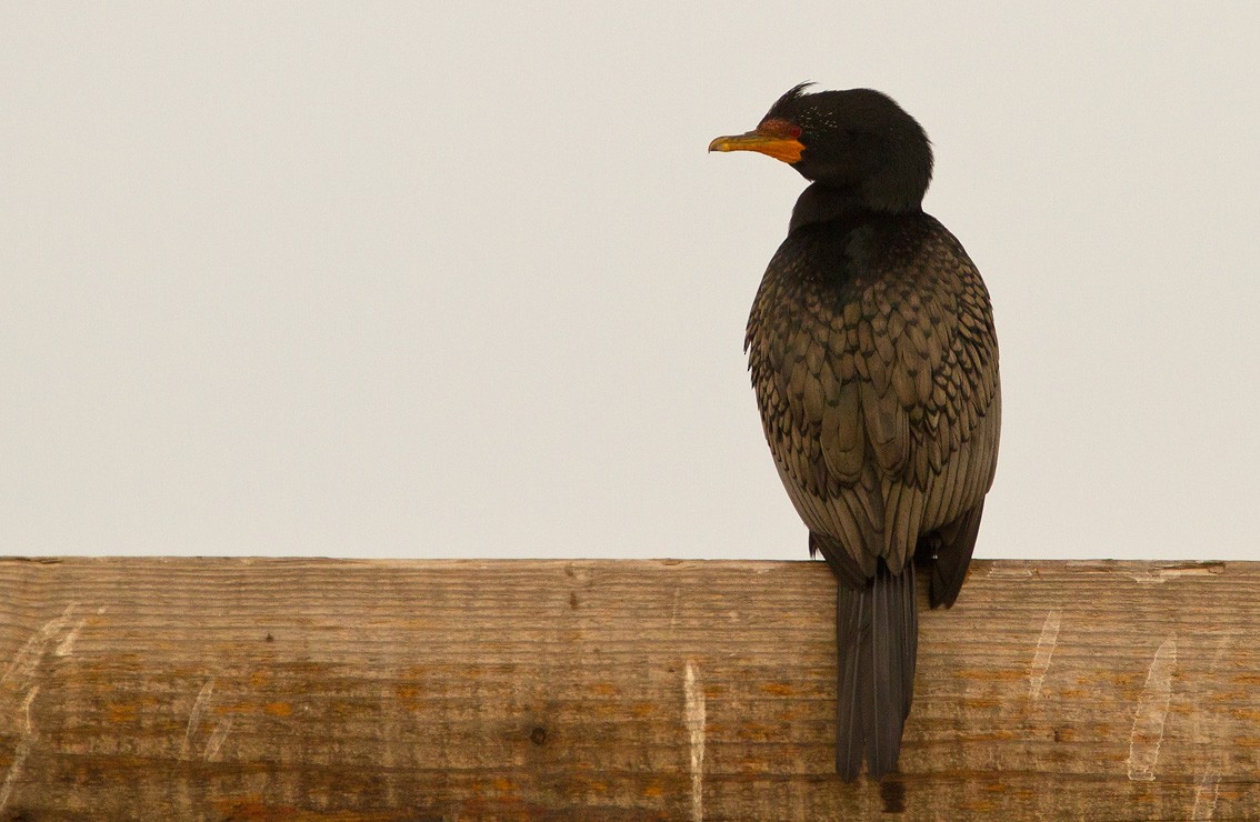 Crowned Cormorant - Morten Venas