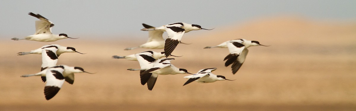 Pied Avocet - ML205718151