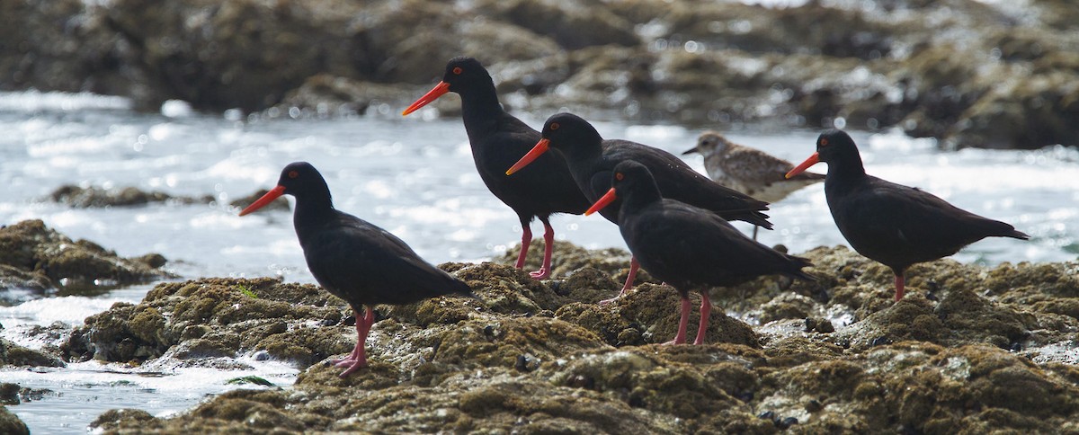 African Oystercatcher - ML205718161