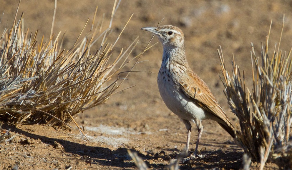 Karoo Long-billed Lark (Benguela) - Morten Venas