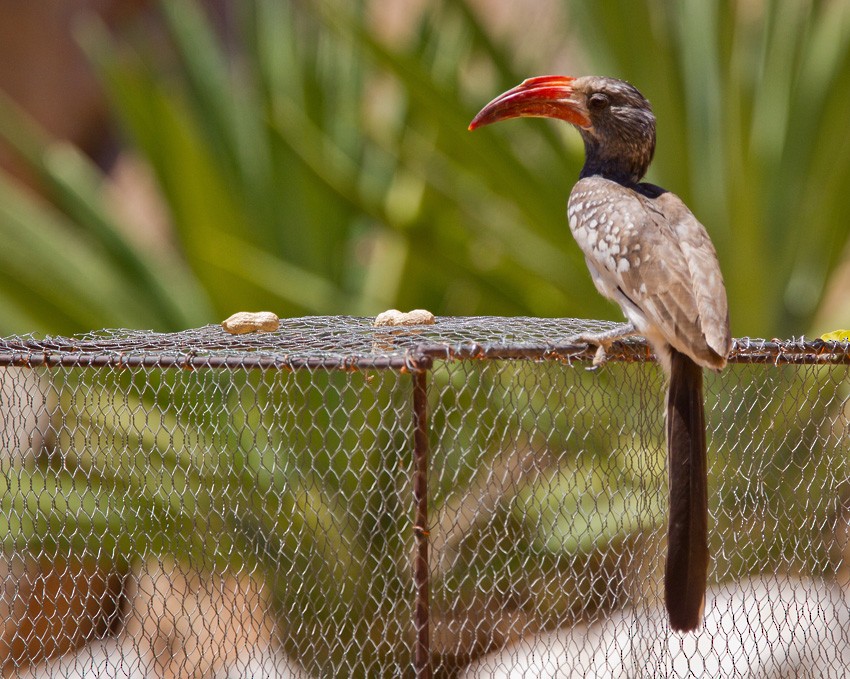 Monteiro's Hornbill - ML205718321