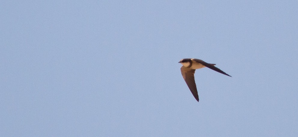 Banded Martin - ML205718351