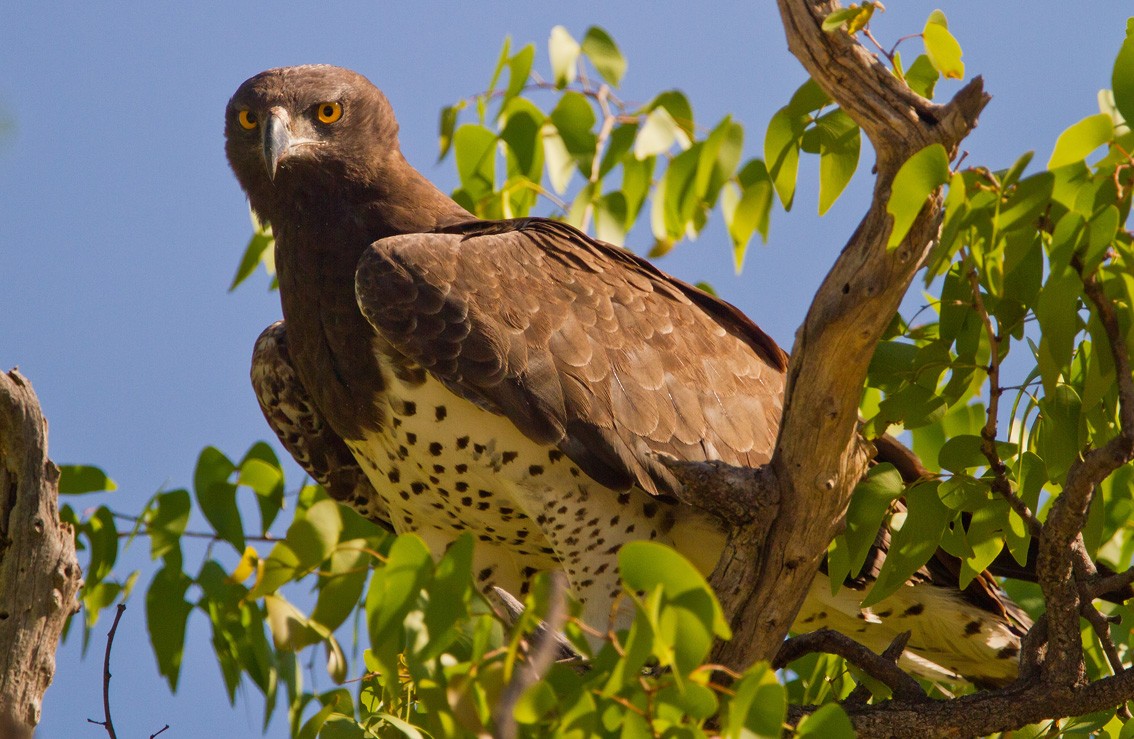 Martial Eagle - ML205718361