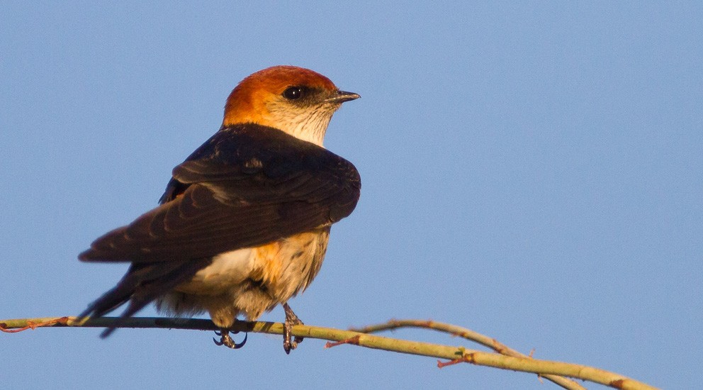 Golondrina Cabecirrufa - ML205718371