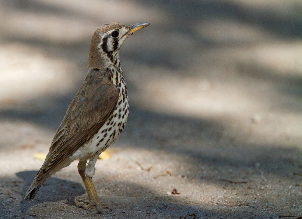 Groundscraper Thrush - ML205718441