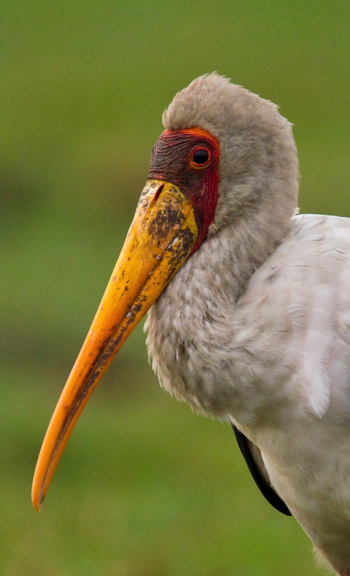 Yellow-billed Stork - Morten Venas