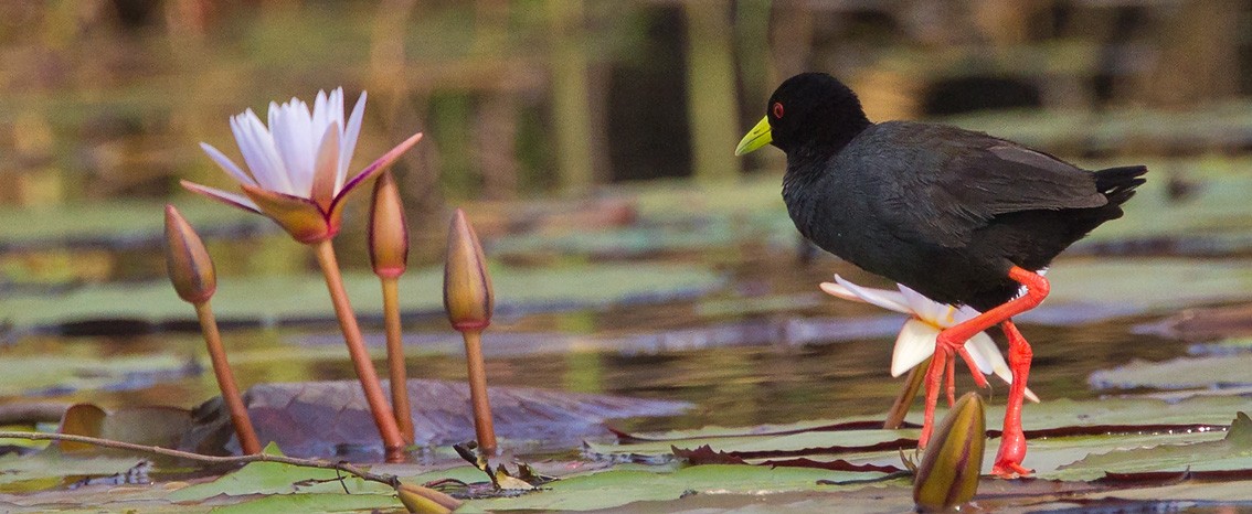 Black Crake - ML205718491