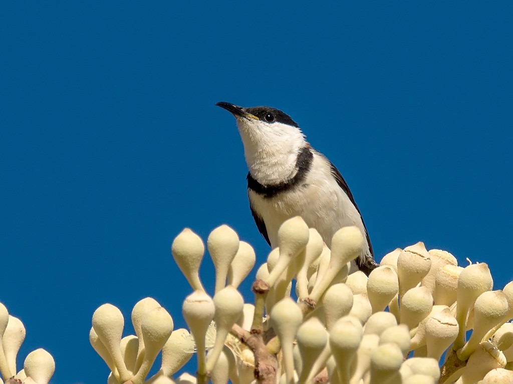 Banded Honeyeater - David and Kathy Cook