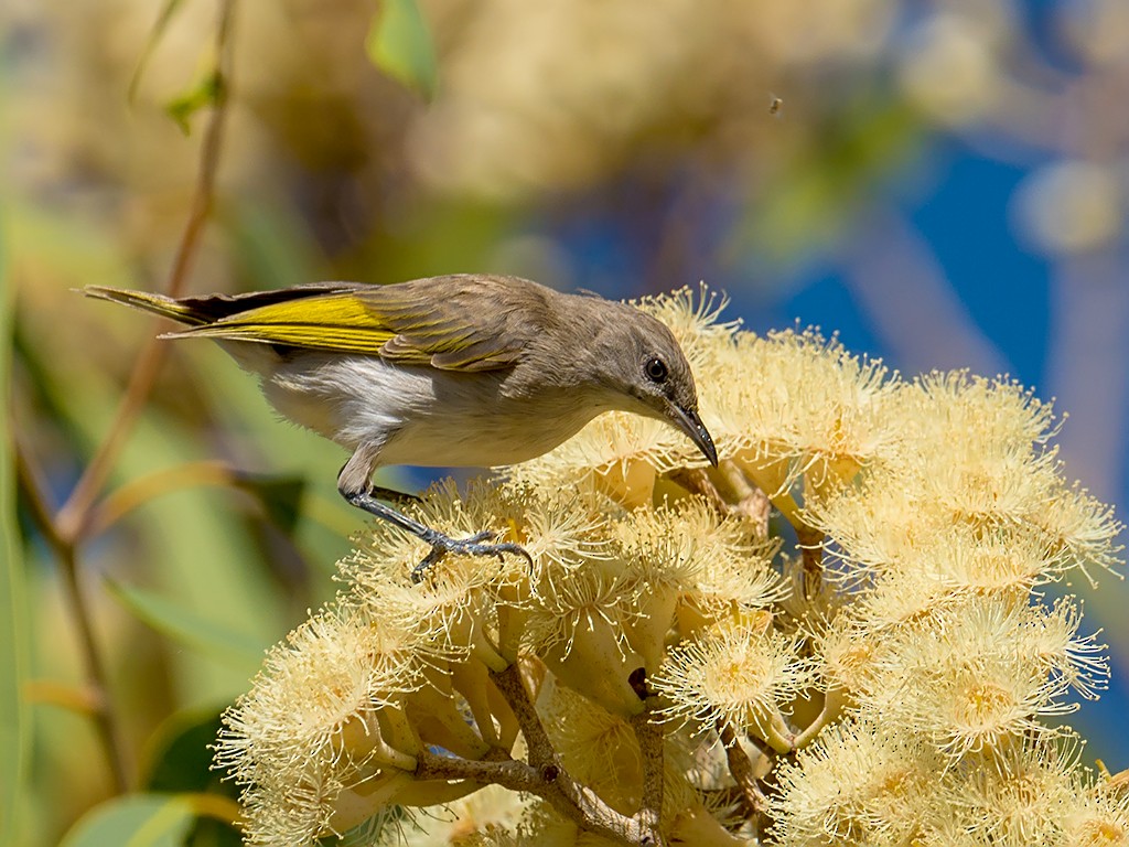 Rufous-throated Honeyeater - ML205718671