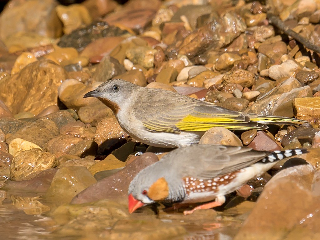 Rufous-throated Honeyeater - ML205718681